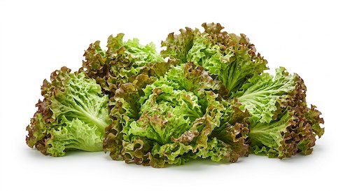Salade Batavia Rouge