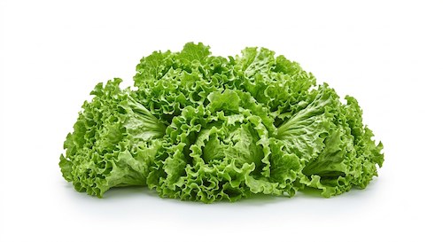 Salade Batavia Verte
