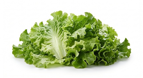 Laitue Verte